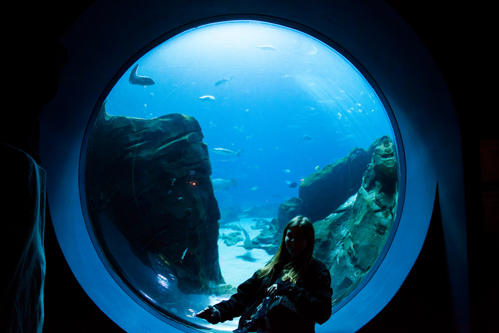 Aquarium on Halloween This Halloween I went down t… Flickr