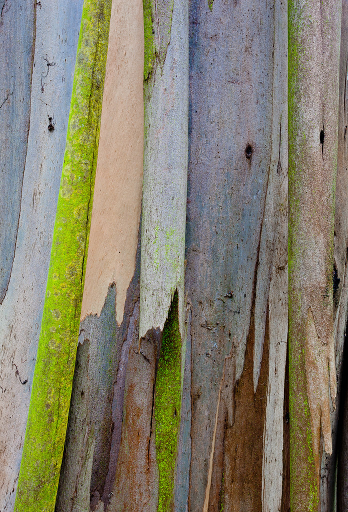 Eucalyptus 85 My eucalyptus project Flickr