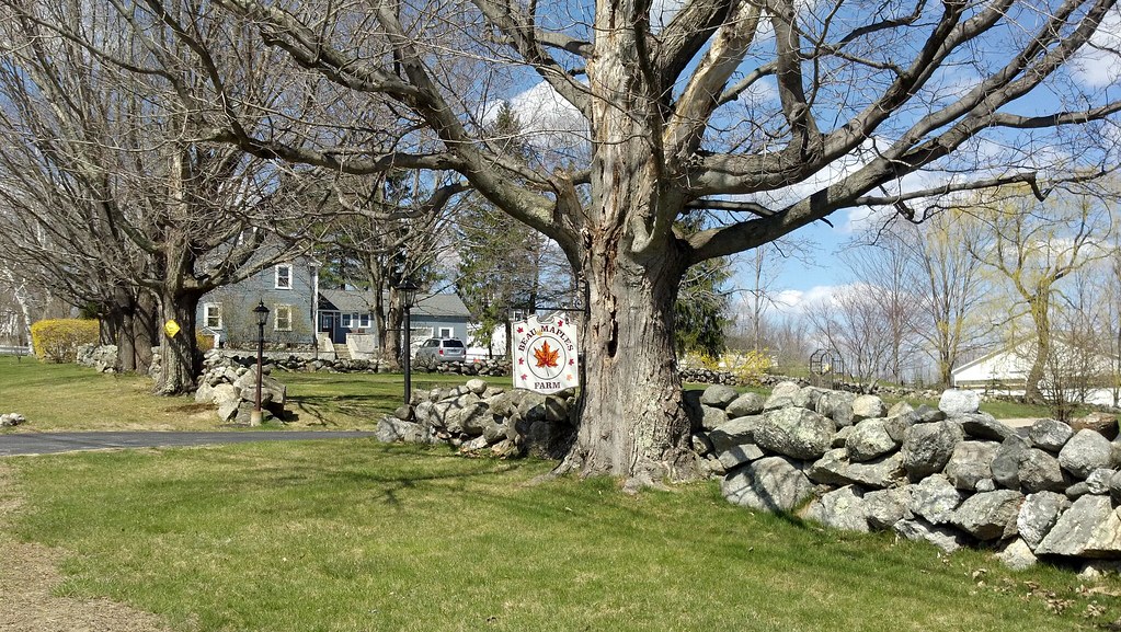 Maple Syrup Maple syrup farm in Candia, New hampshire Lokyra Stone