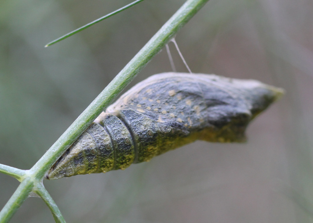 Chrysalis before butterfly emerged Black Swallowtail chrys… Flickr