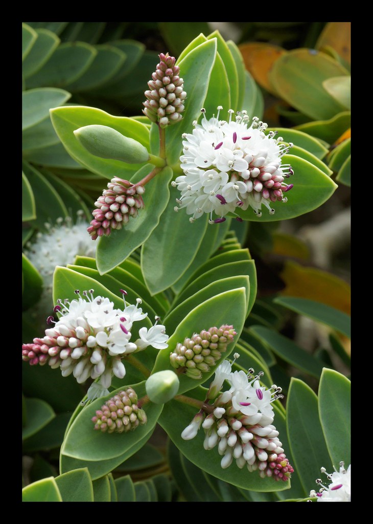 Hebe Plant flowering It's not until you look at this plant… Flickr