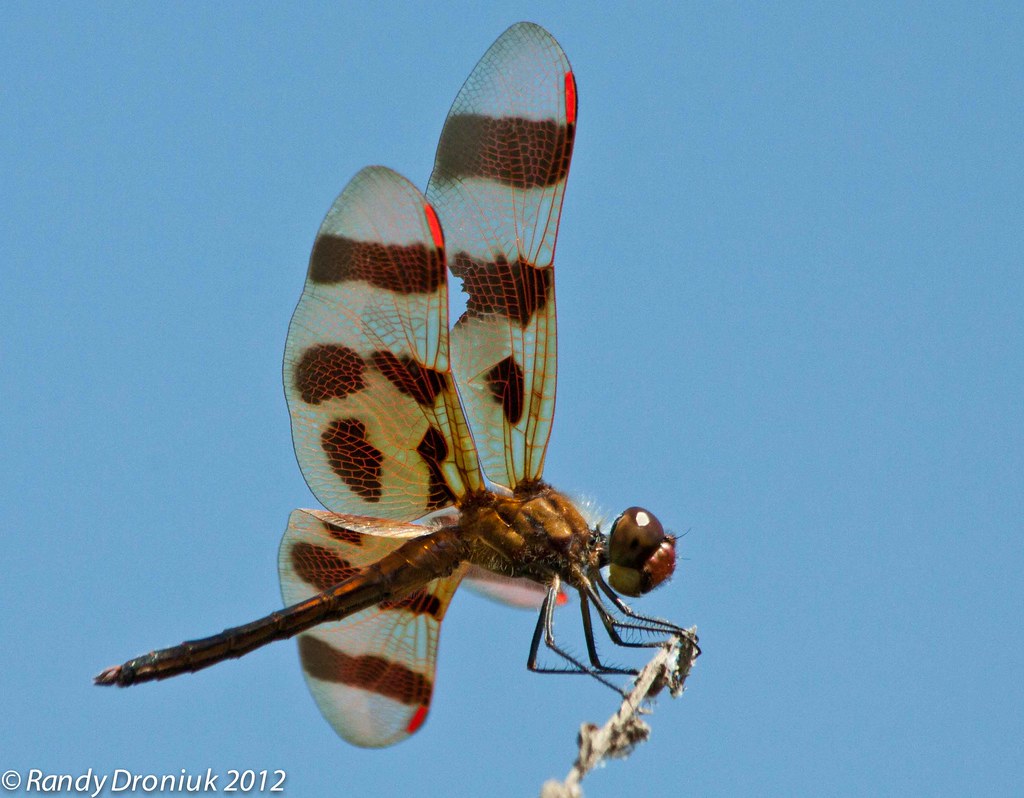 Halloween Pennant Dragonfly (Celithemis eponina) Until rec… Flickr