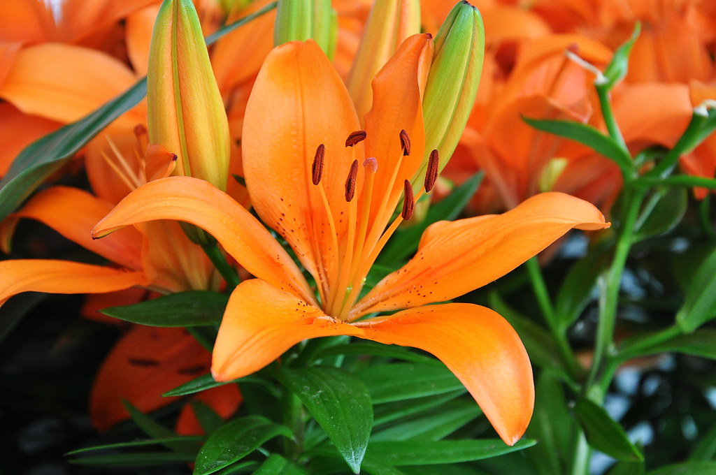 Orange lily Market on Yates, Harris Green neighbourhood, V… Flickr