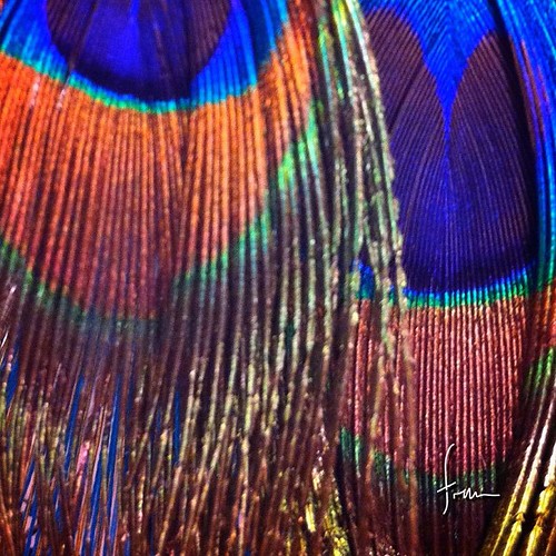 Horse Feathers for dailycolorchallenge on tues_icolor2 … Flickr