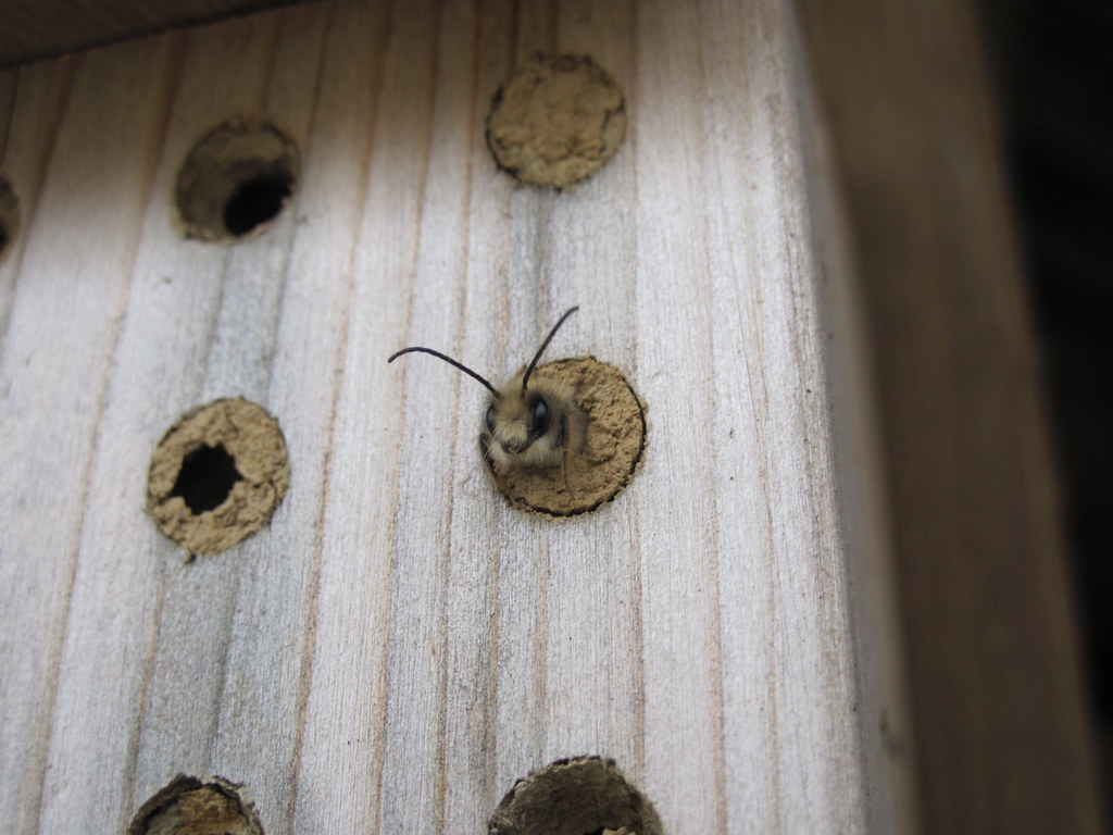 Mason bees emerging Mason bees emerge from their nests in … Flickr
