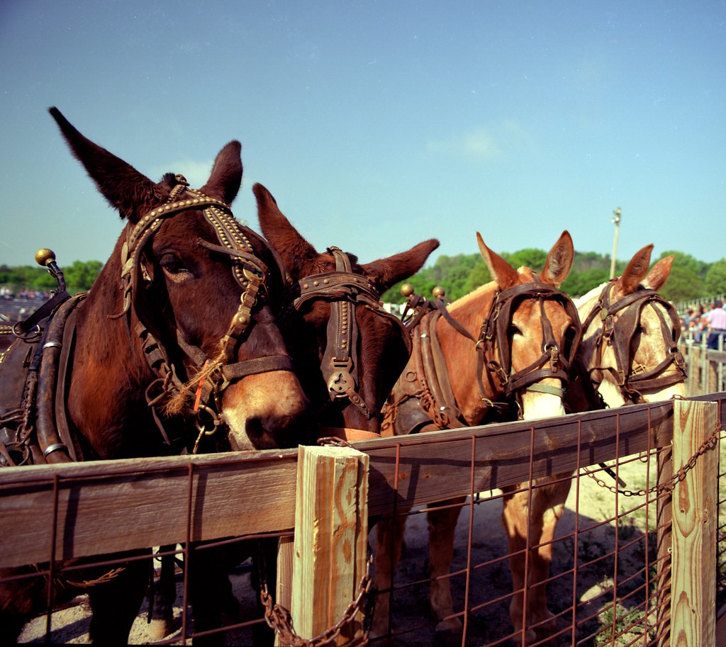 Mules Mule Day in Columbia TN. March 31, 2012 Weldon Godfrey Flickr