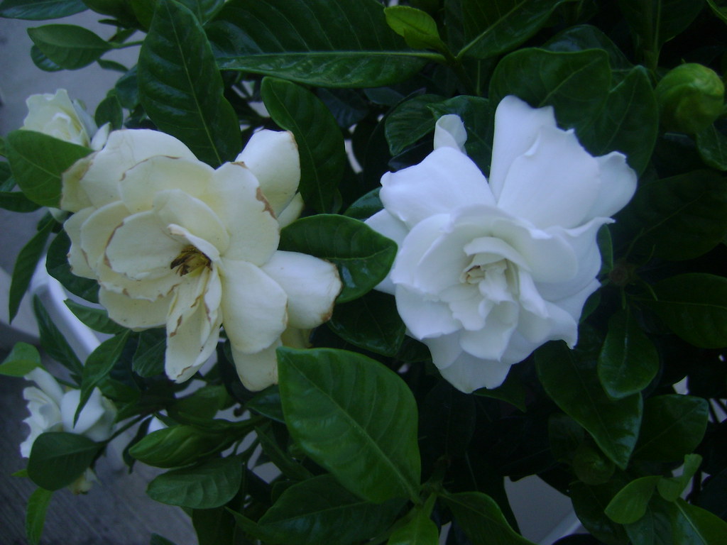 Flowers, Box Hill, Misc. April 2012 007 Gardenias mariewlsh Flickr