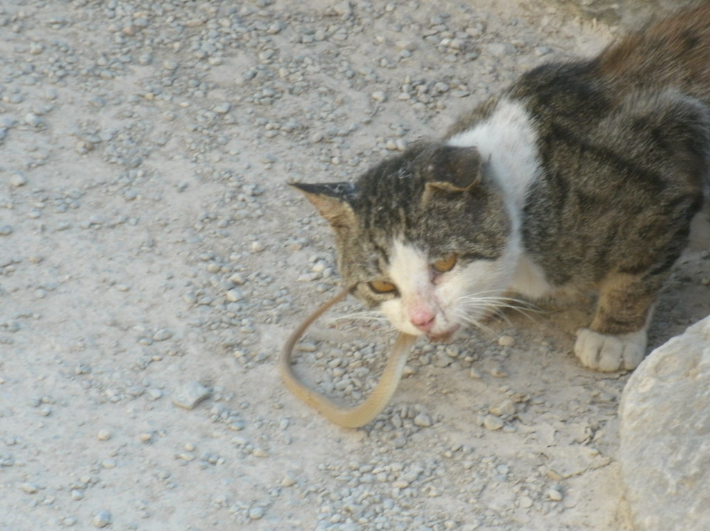 we watched this cat eat the snake until it stopped moving Flickr