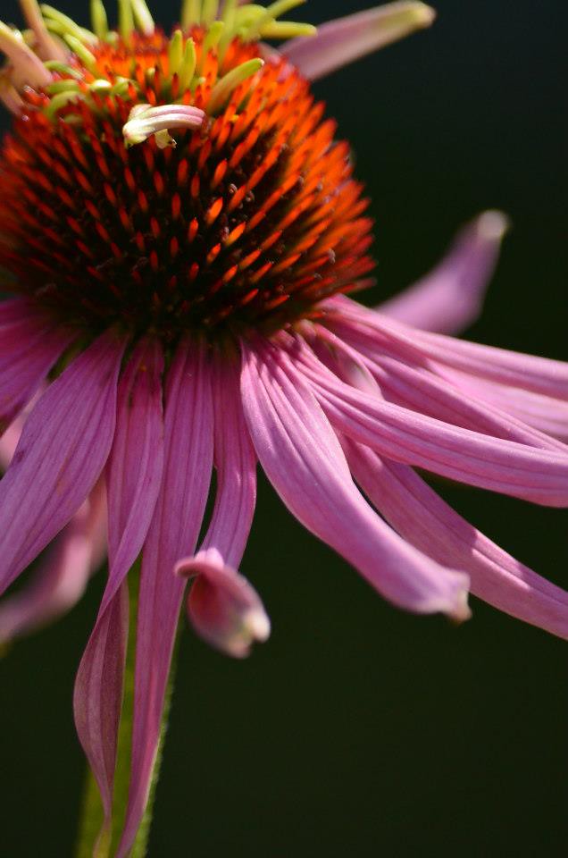 Double decker coneflower double decker cone flower just st… Flickr