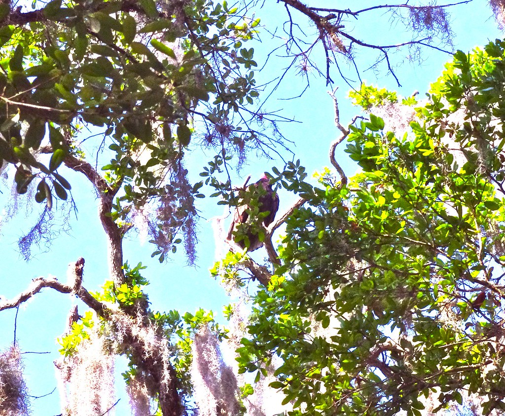 Turkey Vulture, nest at Ocala National Forest, FL Marie Beschen Flickr