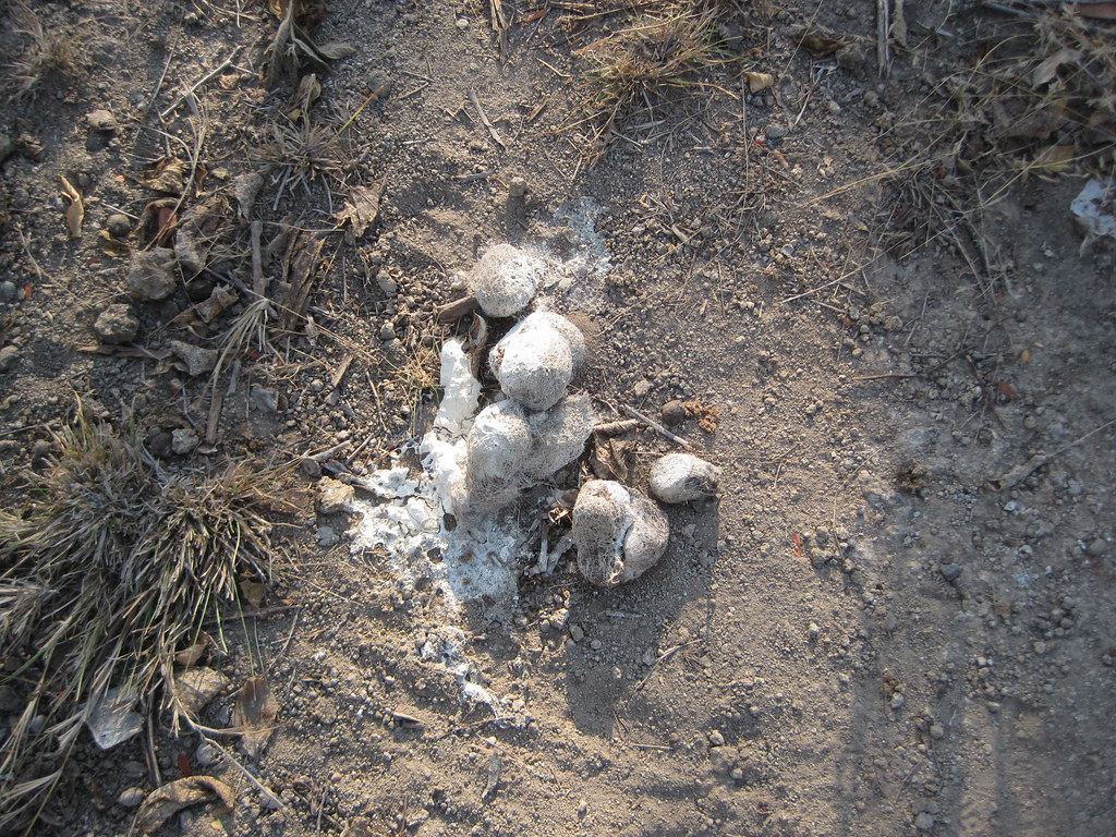 Komodo dragon poop elainealster Flickr