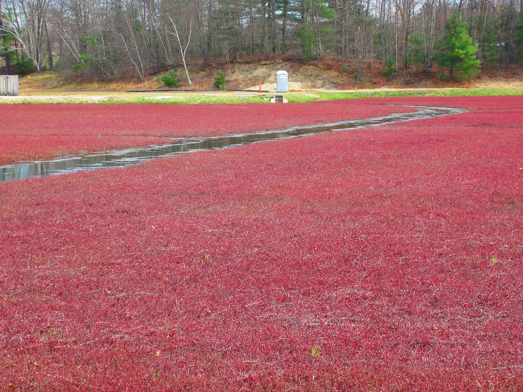 Cranberry bog This is a working bog near the Foxboro stadi… Flickr