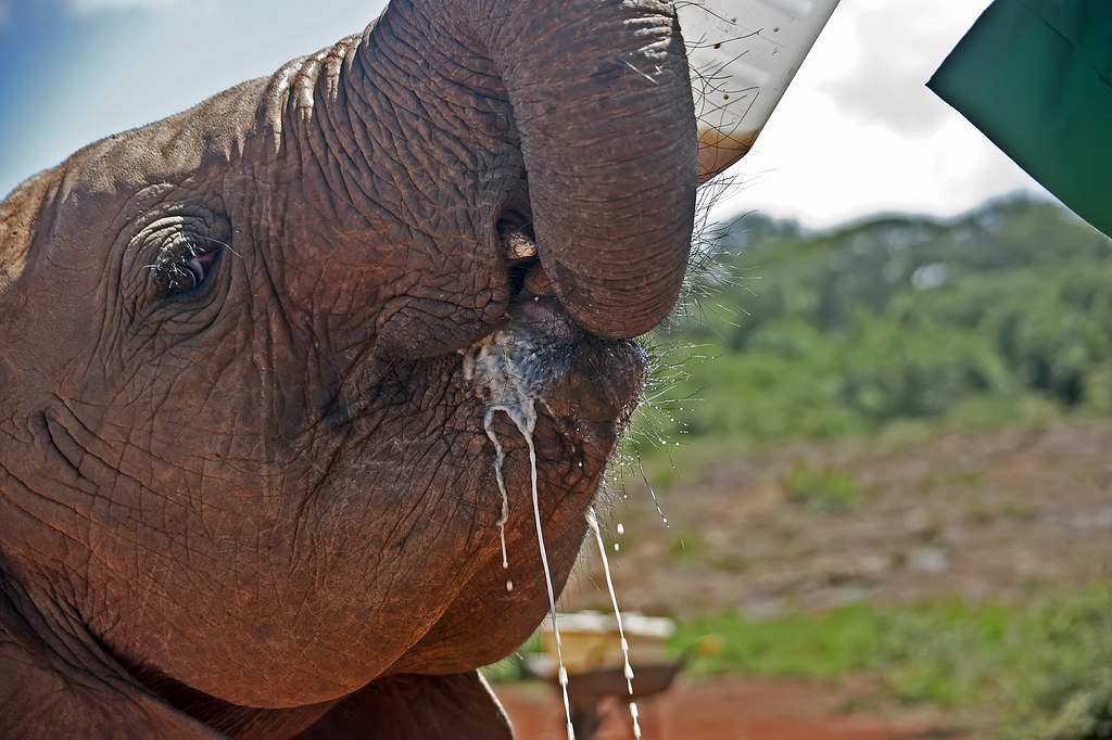 Slurp ! Bottle feeding orphan baby elephant at the David S… Flickr