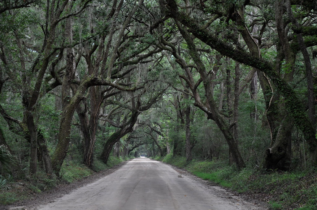 Botany Bay Road Edisto Island, South Carolina plash1 Flickr