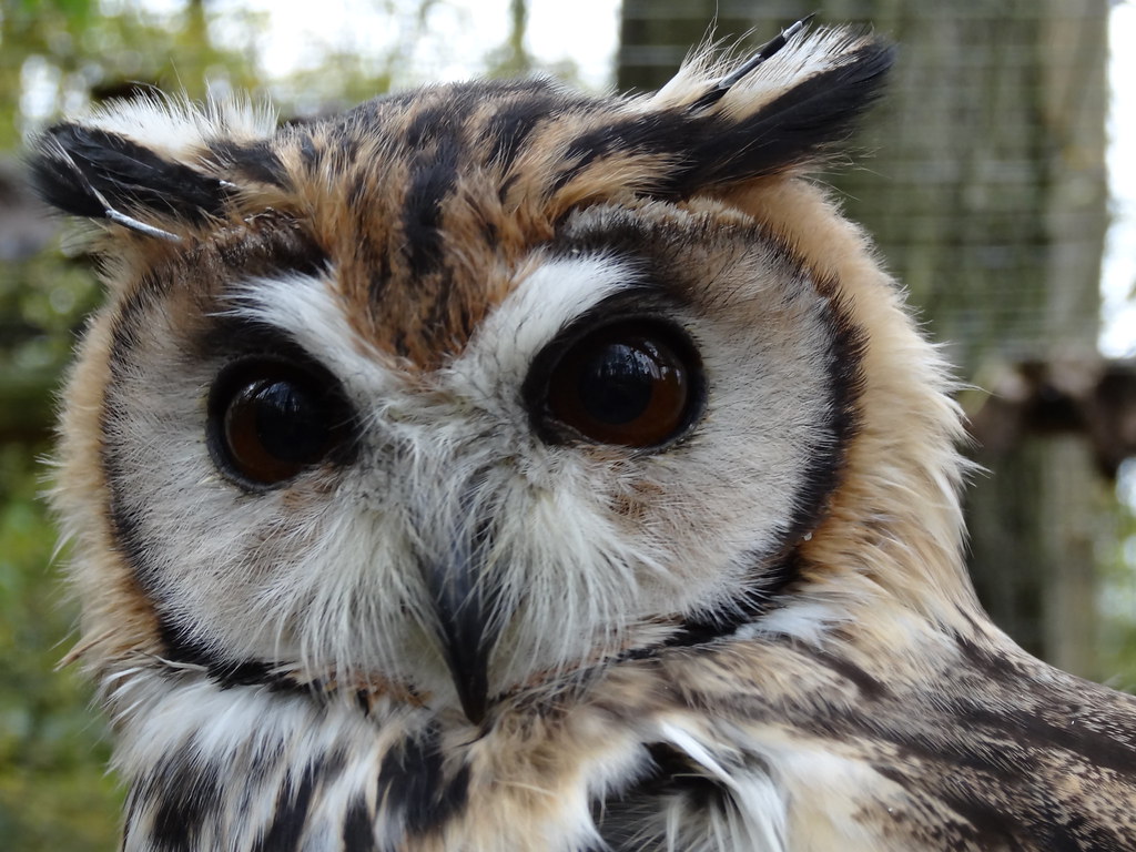 Owl Some of the owls at the Rutland Falconry and Owl Centr… Flickr