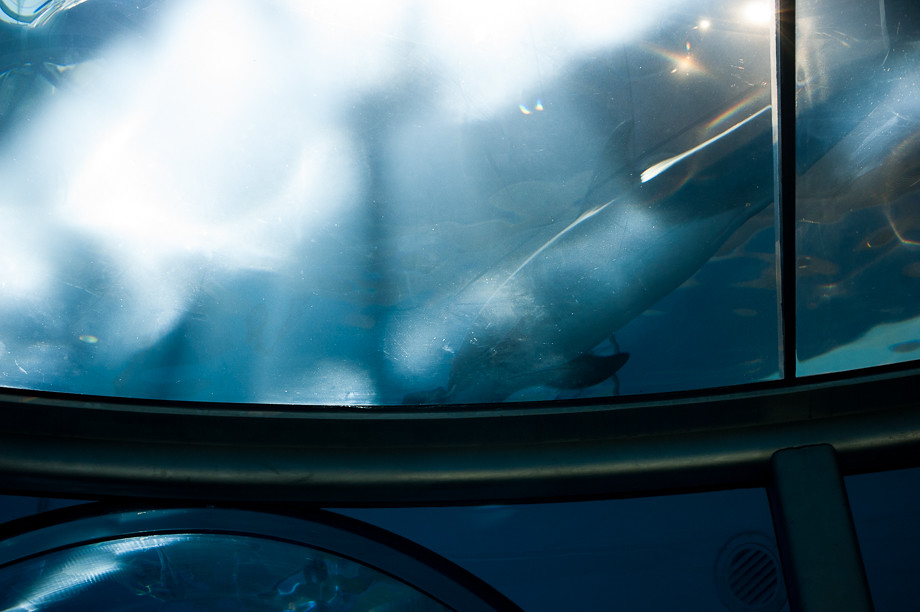 Indianapolis Zoo / Aquarium Rebecca Stone Flickr