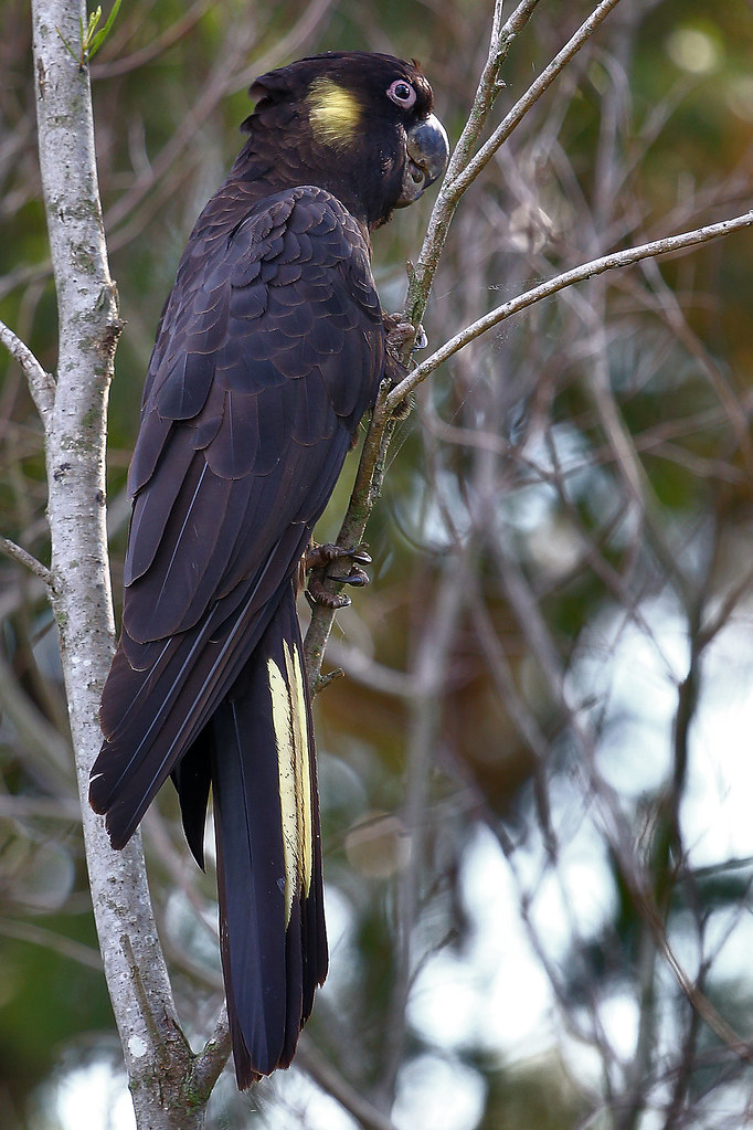 Yellow Tail Black Cockatoo Wollongong NSW chrisprohm Flickr