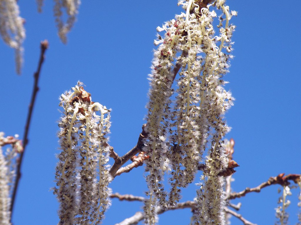 2012_0321PoplarBuds0001 Cornish, Maine. Poplar tree buds b… Flickr