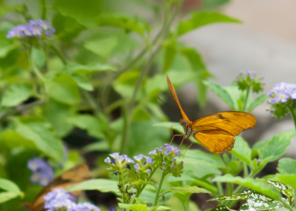 butterfly0906 Butterfly exhibit at Krohn Conservatory in … Flickr