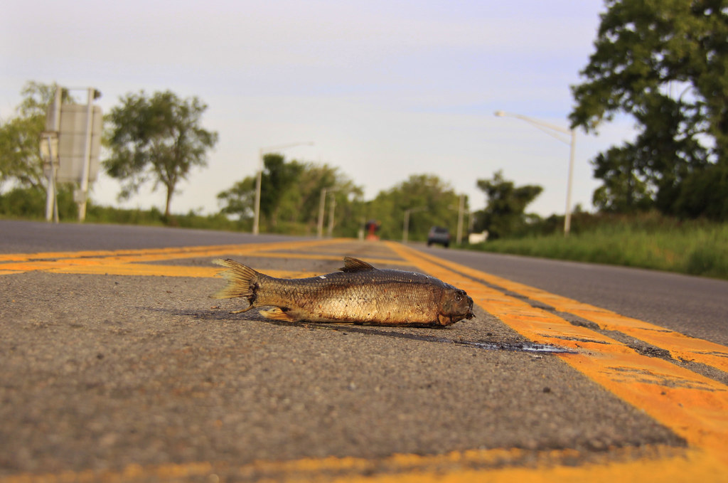 why did the fish cross the road? just for the halibut. Flickr