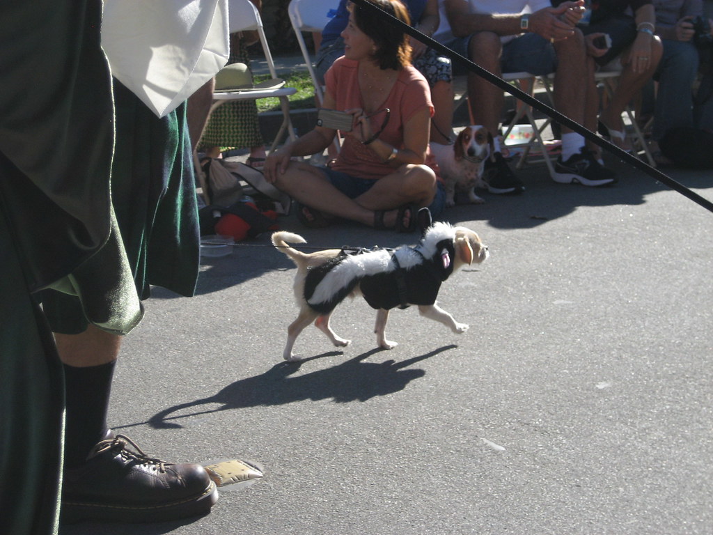 Long Beach Halloween Dog Parade 2012 Spencerette Flickr