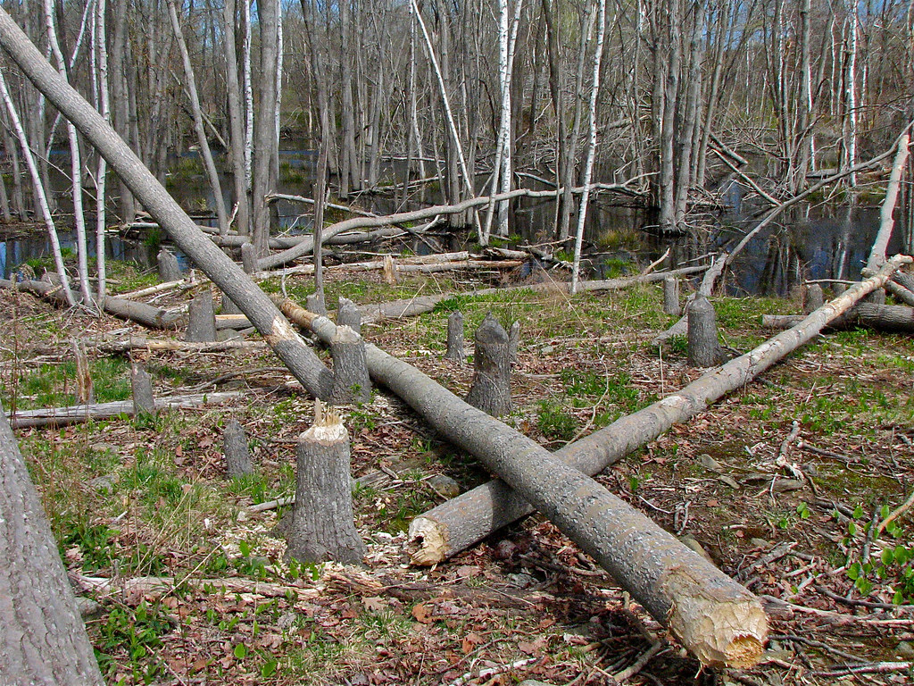 busy • beavers Peaks Island, Maine USA • Beavers' • progre… Flickr