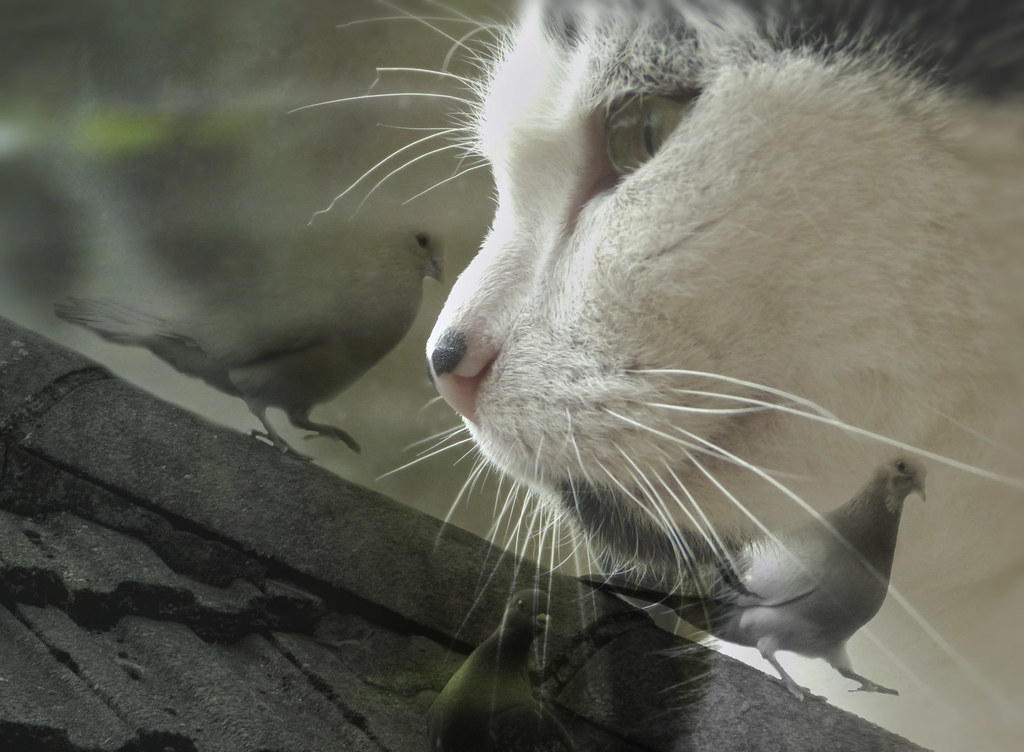 Cat among pigeons Double exposure technique experiment in