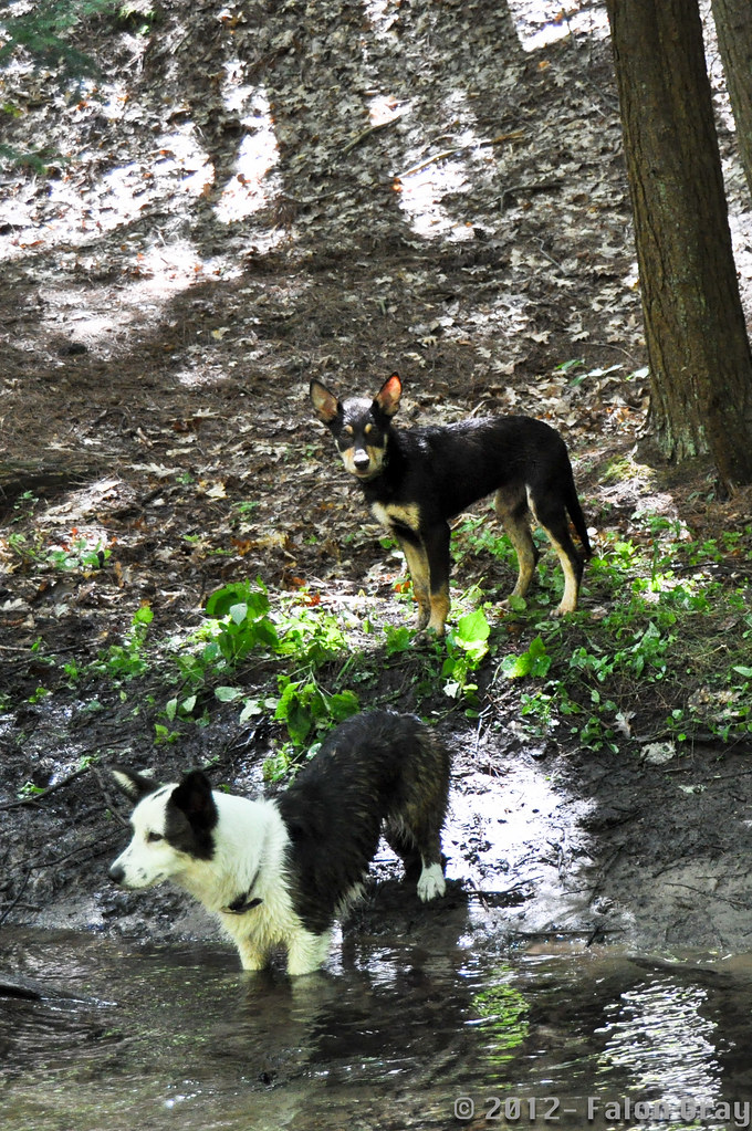 Are Dogs Allowed In Manistee National Forest