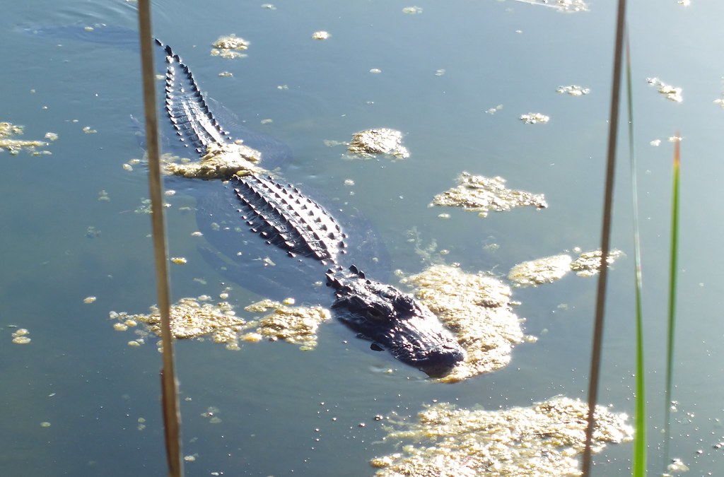 Big Pine Key Alligator Cayobo Flickr