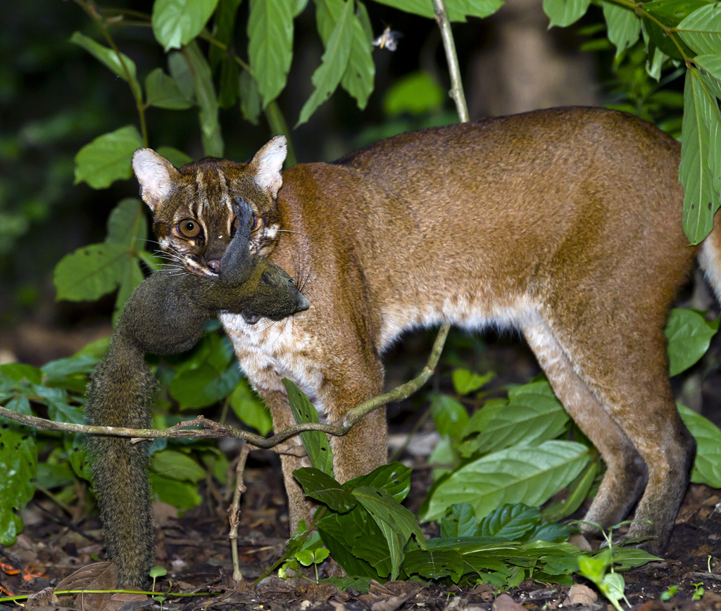 Asian golden cat (Pardofelis temminckii) Asian golden cat … Flickr