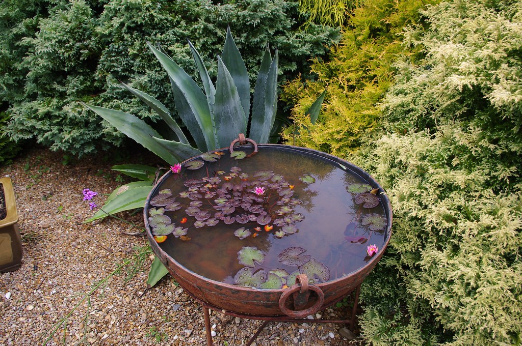 Water lily containers hereisabee Flickr