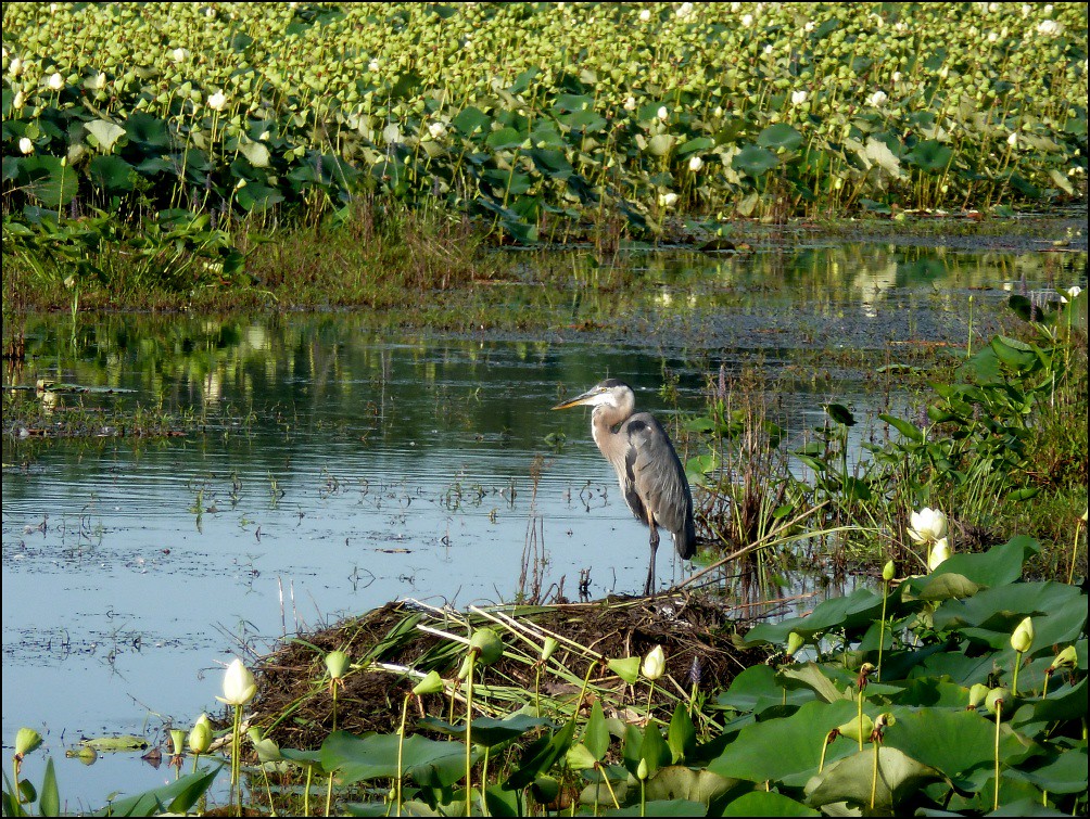 Great blue heron at Great Meadows Great Meadows National W… Flickr