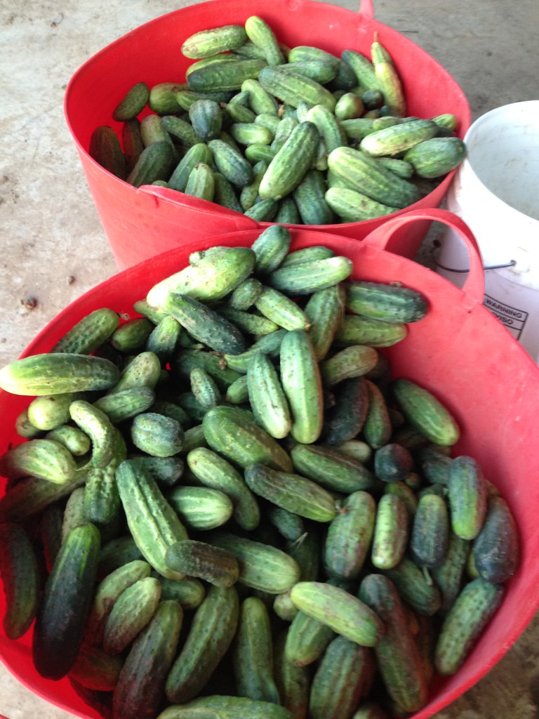 Pickling Cukes smmack_2000 Flickr