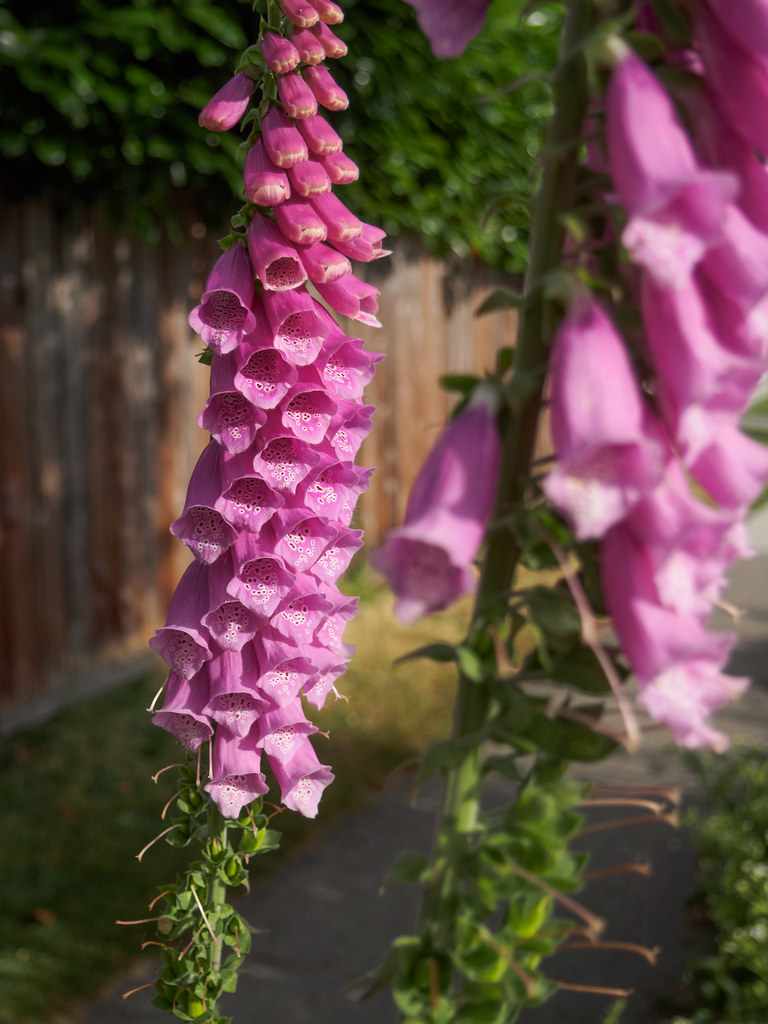 Droopy Flowers Droopy Flowers Brian Tolin Flickr