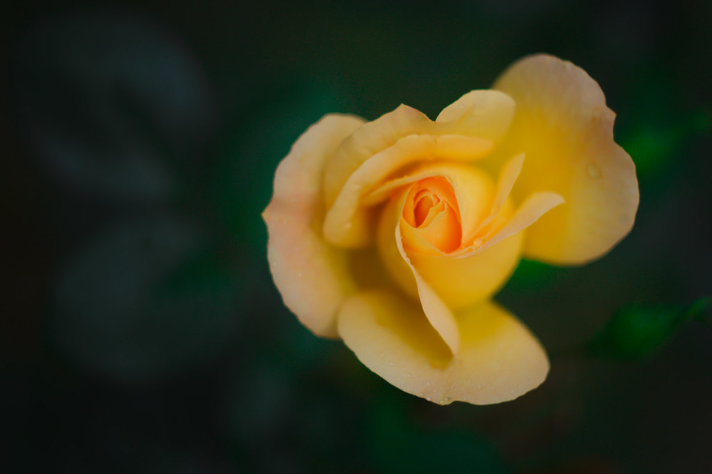Yellow rose symbol of friendship The last rose of summer… Flickr