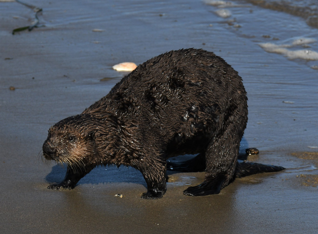 Moss Landing Sea Otters Sea Otters in Moss Landing near Mo… Flickr