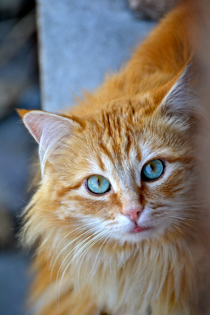 look at me chat roux de type européen european red hair