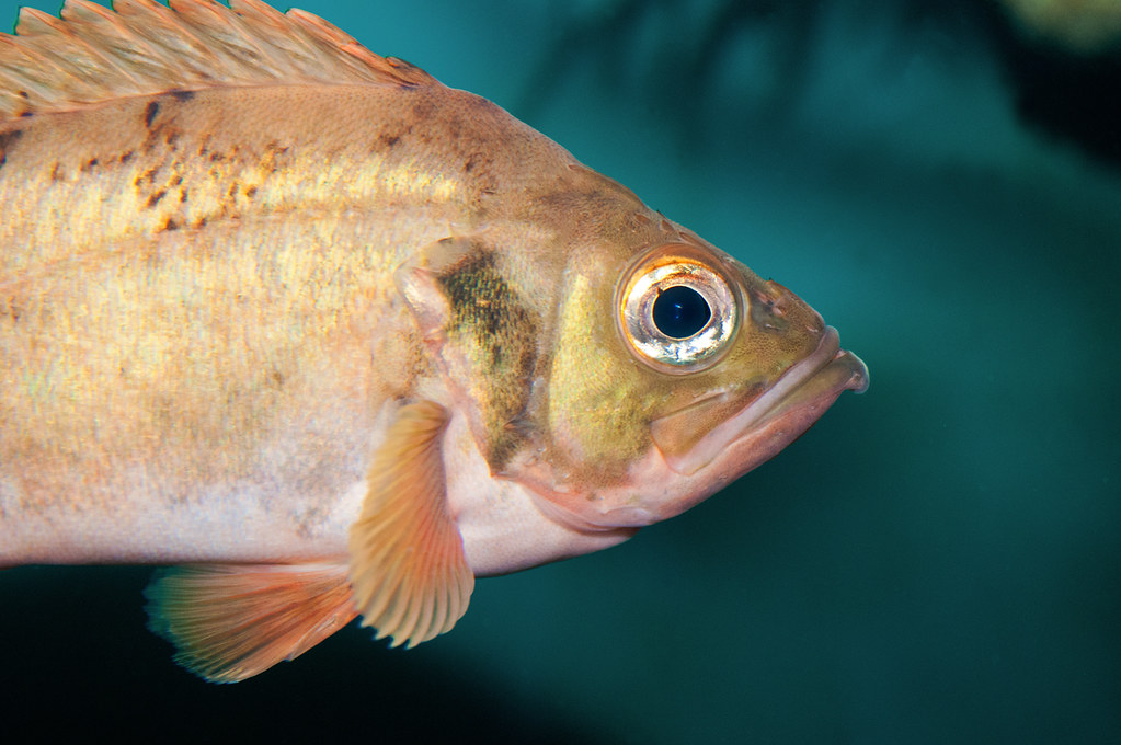 Boston Aquarium Fish 30 F LR 4112 J020 Don Johnson Flickr