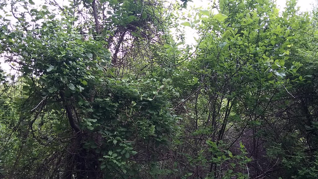 Alder Flycatcher(audio) Clinton WMA, Hunterdon County NJ 5… Flickr