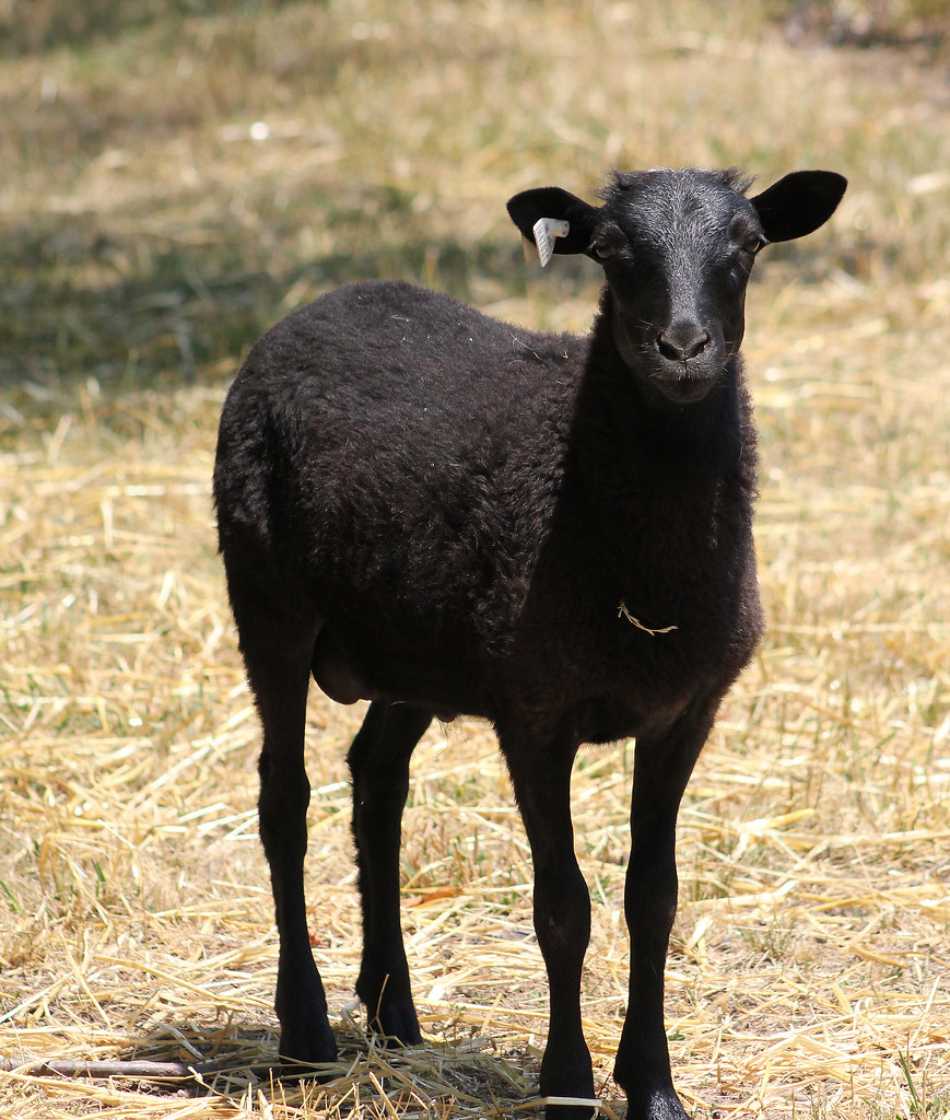 Baa Baa Black Sheep I think it looks like a Goat ! Indiana Ivy