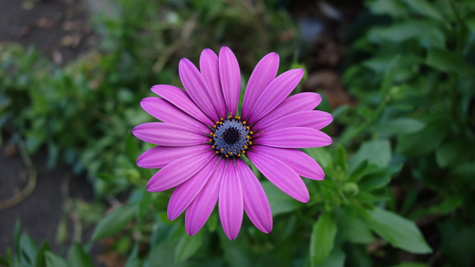 Sony RX100 Sample Pics Flickr