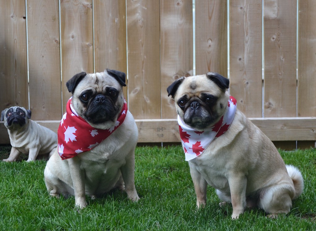 Canada Day Pugs Bailey Puggins and MoeMoe dressed up for … Flickr
