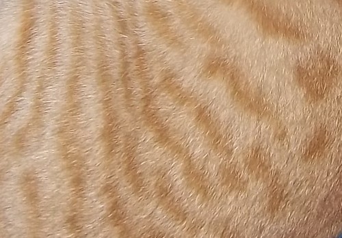 Katzenfell Susanna Duchilio Flickr