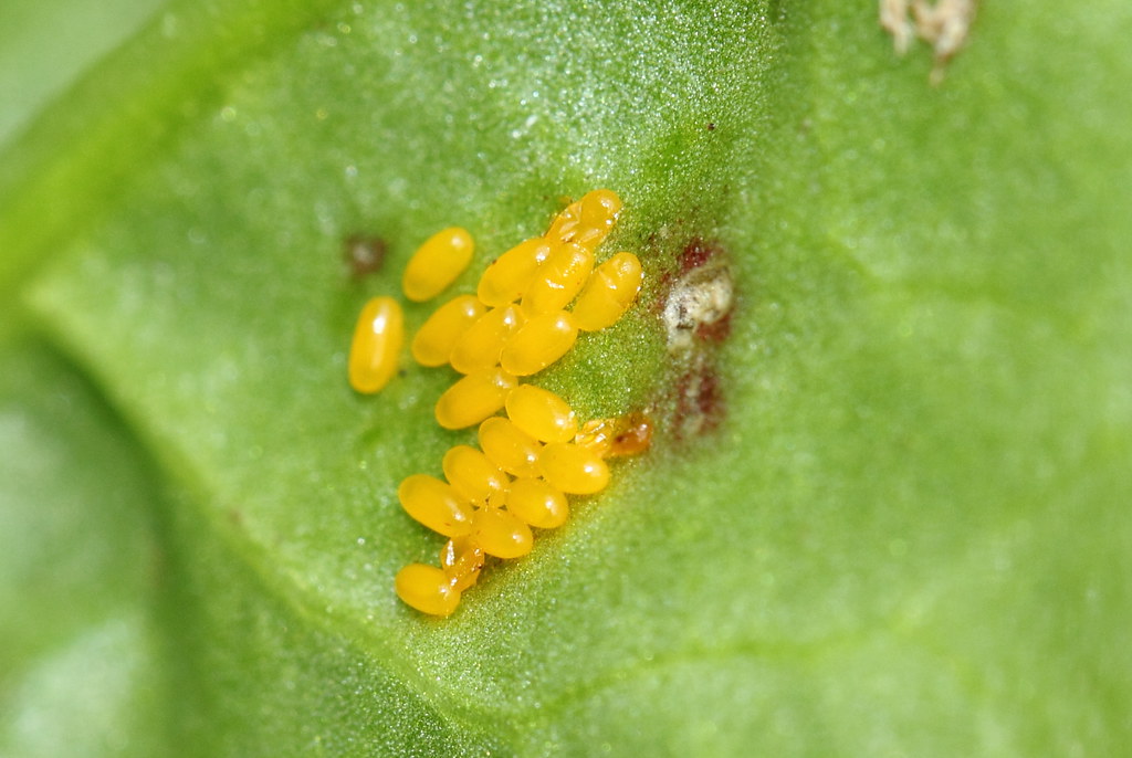 Eggs Some bright orange eggs found on the underside of a l… Flickr