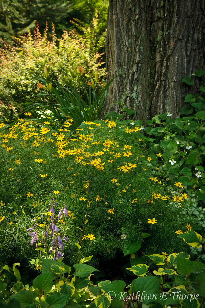 Wolf Laurel Garden Scene I'm back!! {o) First shot in N… Flickr