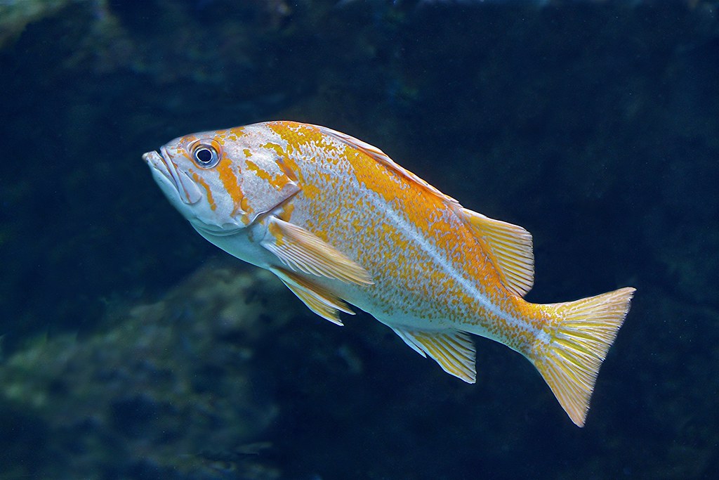 Canary Rockfish TAXONOMY Kingdom Animalia Phylum Chordat… Flickr