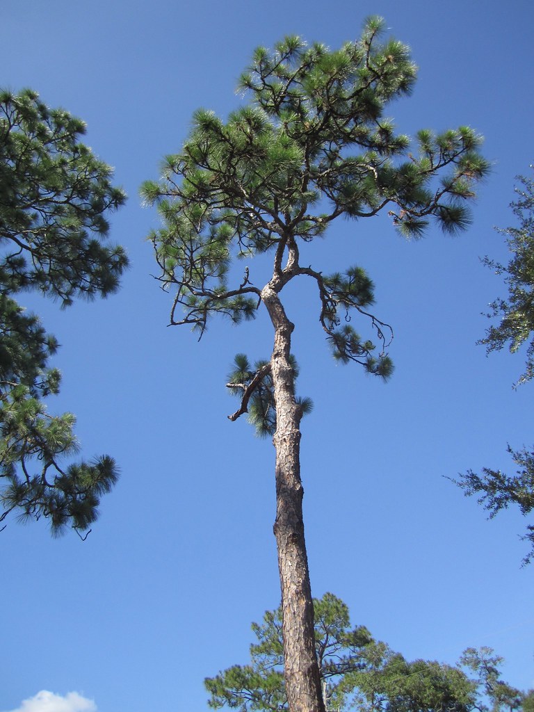 pine needles (pineus) all pine needles in FL are edible … Flickr