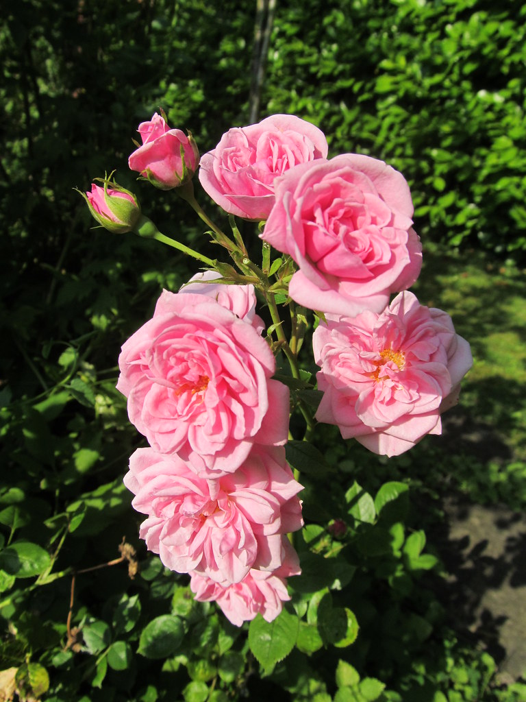 Jenny's flowers Flickr