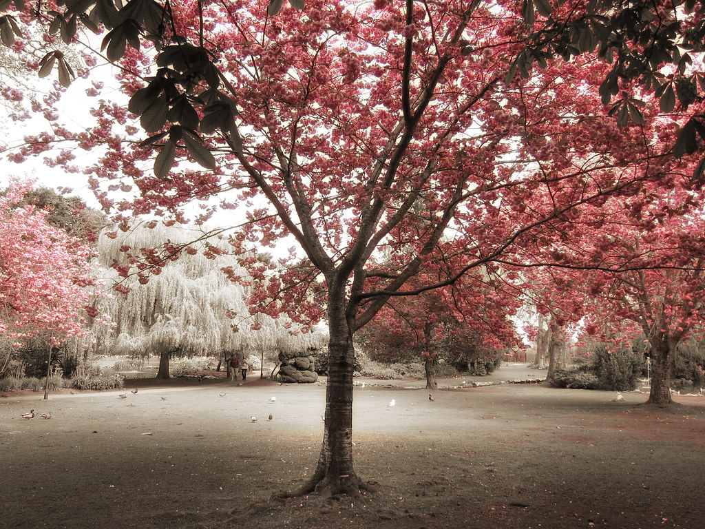 Sakura Sakura is the Japanese name for flowering cherry tr… Flickr