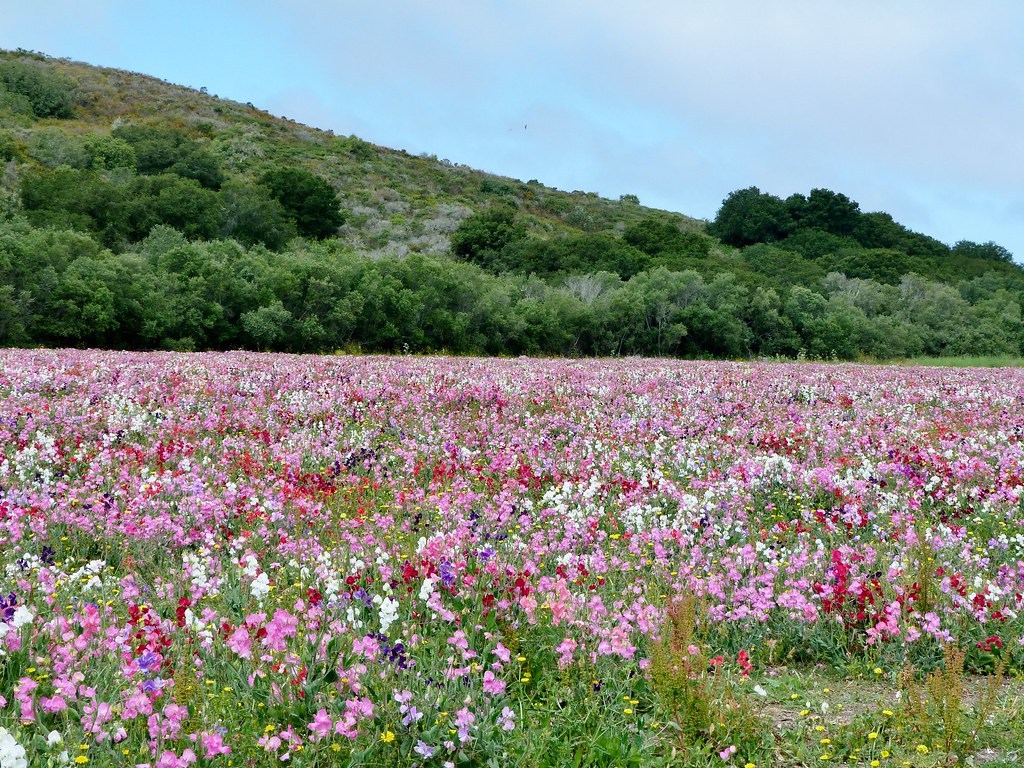P1040754 Turri Road Barbara Schanz Flickr